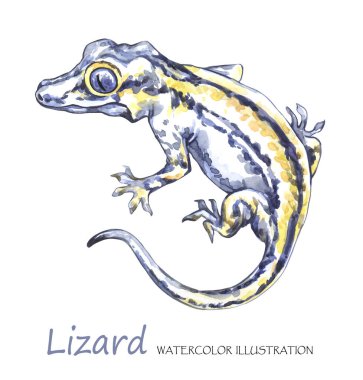 Watercolor Lizard on the white background. clipart