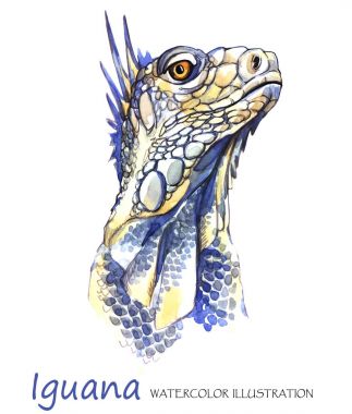 Beyaz zemin üzerine suluboya Iguana.