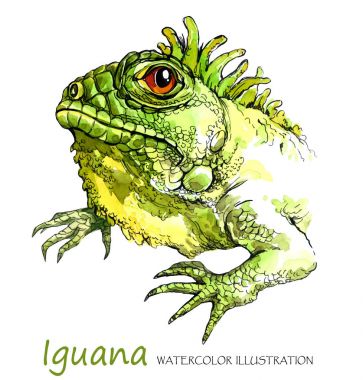 Beyaz zemin üzerine suluboya Iguana.
