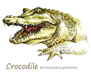 Watercolor Crocodile on the white background clipart