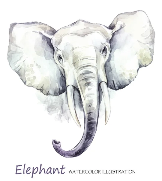 Акварельный слон на белом фоне . — стоковое фото