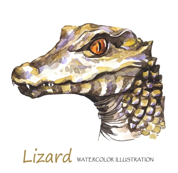 Aquarel Lizard op de witte achtergrond — Stockfoto