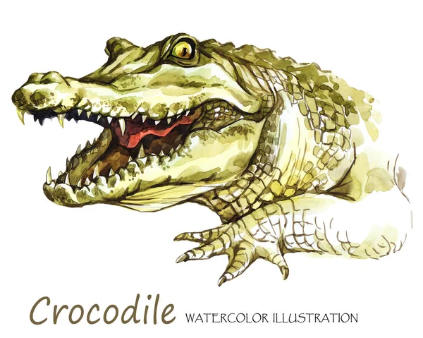 Akvarell krokodil på den vita bakgrunden — Stockfoto