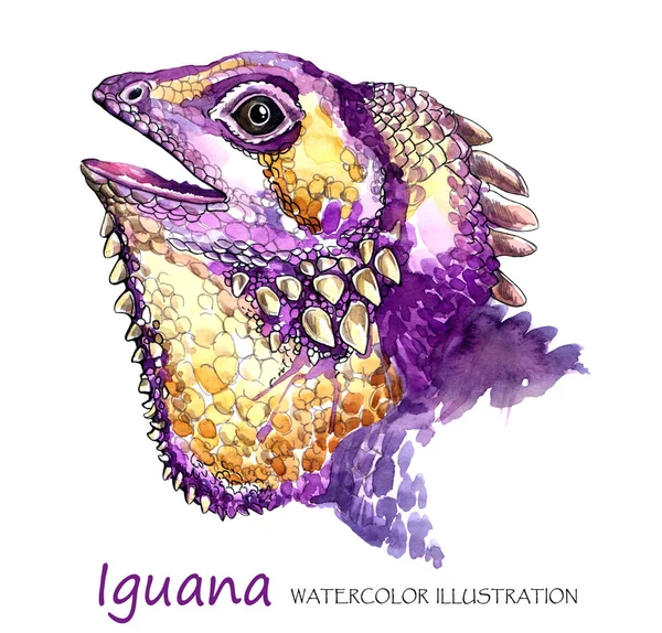 Aquarelle Iguana sur le fond blanc . — Photo