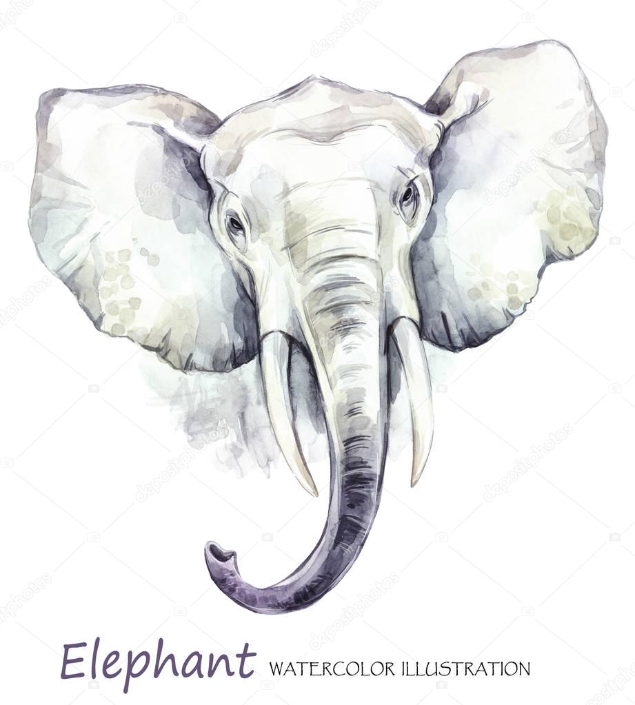 Watercolor elephant on the white background.
