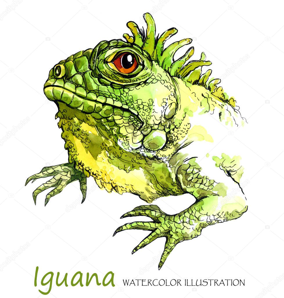 Watercolor Iguana on the white background.