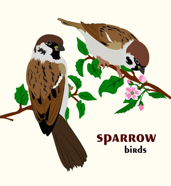 Vektorové ilustrace sparrow ptáků — Stockový vektor