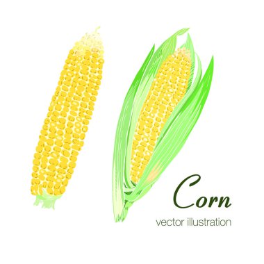 İki renkli Mısır vektör çizim