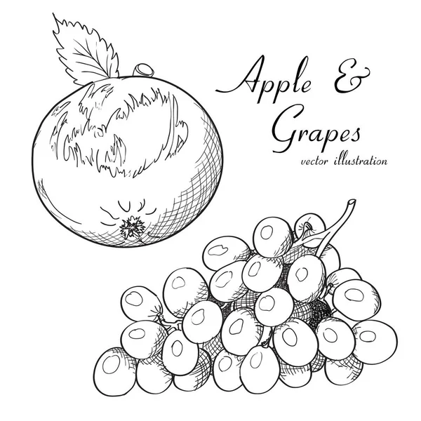 Ilustración vectorial de un boceto de manzana y uvas — Archivo Imágenes Vectoriales