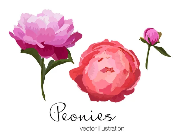 Ilustração vetorial de flores de peônias coloridas em fundo branco —  Vetores de Stock
