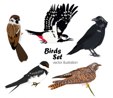 Kuşlar renkli kümesi. Vektör halat.