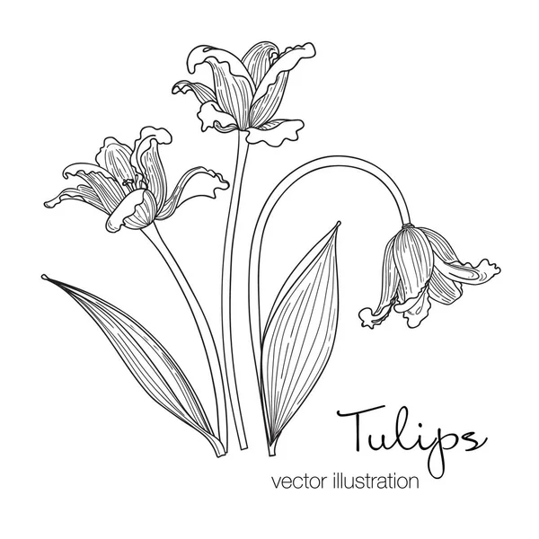 Ilustración vectorial de flores de tulipanes. Bosquejo en blanco y negro . — Archivo Imágenes Vectoriales