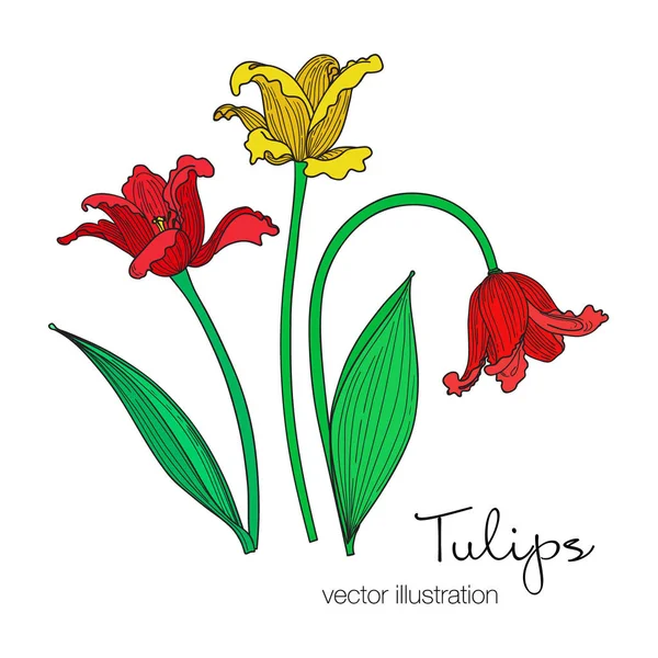 Vectorillustratie van kleurrijke tulpen bloemen. — Stockvector