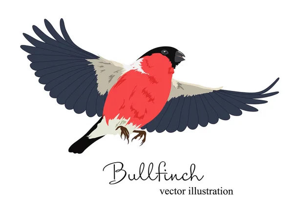 Ilustração vetorial de bullfinch em voo —  Vetores de Stock