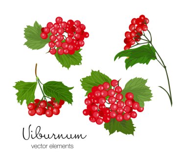 Kartopu meyveleri dalları set vektör çizim.