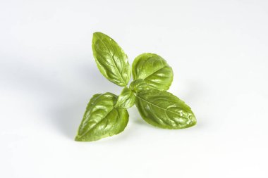 Stüdyo çekim taze soluk yeşil fesleğen bitki yaprak beyaz arka plan üzerinde izole kapatmak