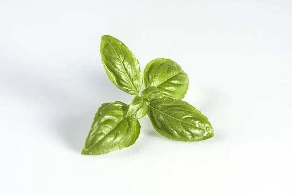 Close up studio shot of fresh washed green basil herb leaves isolated on white background — Stock Photo, Image