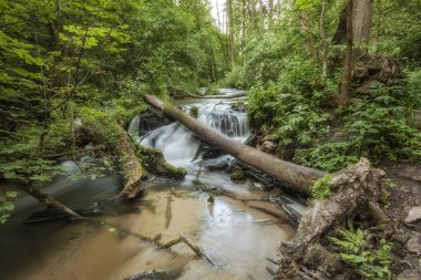 Roztocze (Roztochia) Milli Parkı. Cascades Sopot Nehri üzerinde. Czartowe Pole (şeytanın alanı) rezervasyon.