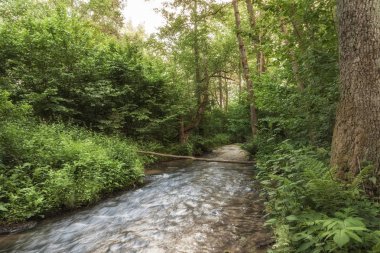 Roztocze (Roztochia) Milli Parkı. Cascades Sopot Nehri üzerinde. Czartowe Pole (şeytanın alanı) rezervasyon.