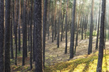 Güneş ışınları parlar çam ormanı içinde