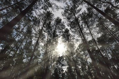 Güneş ışınları karanlık çam ormanı içinde