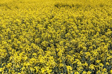 Sarı kanola ya da tecavüz alan, arka plan tarım, Bahar doğa manzara.