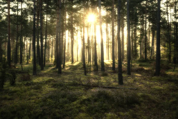 Słońce świeci belki w sosnowym lesie, tuż po wschodzie słońca — Zdjęcie stockowe