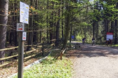 İnsanlar bir orman iz üzerinde bisiklet sürme. Arkadan Görünüm