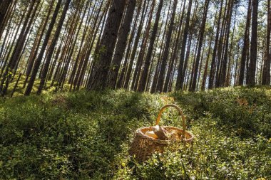 Sadece ormanda toplanan büyük mantar