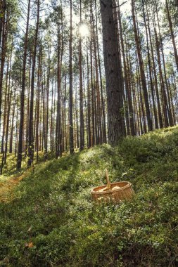 Sadece ormanda toplanan büyük mantar