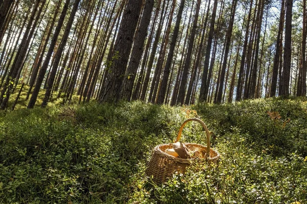 Sadece ormanda toplanan büyük mantar