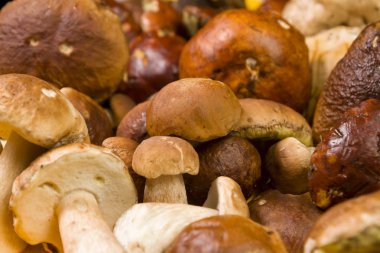 Arka plan taze hasat Boletus mantarı