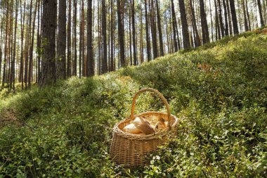 Sadece ormanda toplanan büyük mantar