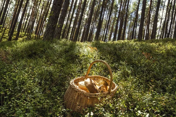 Sadece ormanda toplanan büyük mantar bir sepet orman yeşil çim üzerinde yalan. 
