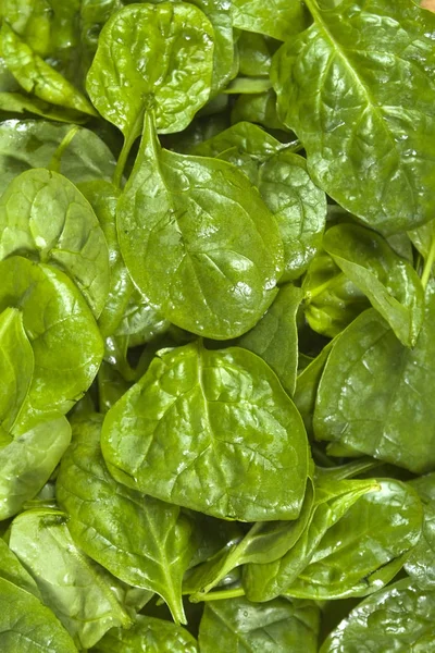 Foglie di spinaci appena lavate. Contesto. Da vicino. — Foto Stock