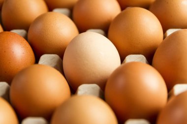 Bir daha hafif yumurta karanlık kavramı olanlar arasında. Seçici odak kavramı kopya alanı için arka plan veya duvar kağıdı ile taze yumurta ile kapatın. Yumurta yumurta raf pişirme için kullanıma hazır.