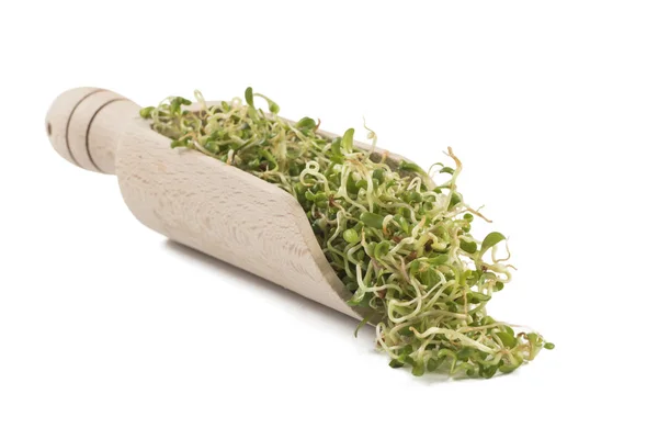 Lucerne Alfalfa Sprouts Wooden Scoop Isolated White Background Nutrition Bio — Stock Photo, Image