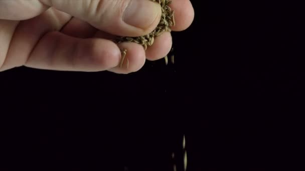 Чоловік Рука Розтягує Щіпку Кмину Спеції Харчові Інгредієнти — стокове відео
