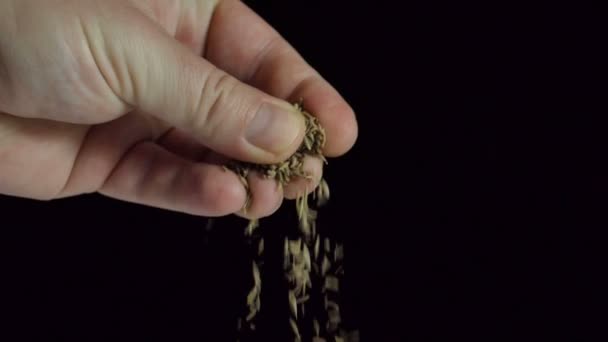 Mans Main Écartant Une Pincée Cumin Épices Ingrédients Alimentaires Mouvement — Video