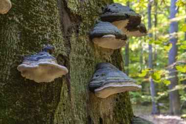 Ormanda bir grup inbot mantarı