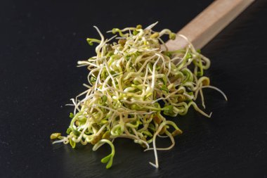 Tahta kaşık içinde turp filizleri siyah tahta levha arka planında. Beslenme. Biyoloji. Doğal besin maddesi.