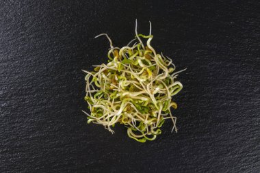 Turp filizleri siyah levha arka planında izole edilmiş. Beslenme. Biyoloji. Doğal besin maddesi.