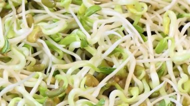 Arka planda turp filizlerinin makro görüntüsü. Beslenme. Biyoloji. Doğal besin maddesi.