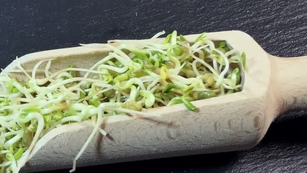 Pan Macro Shot Radish Sprouts Wooden Scoop Black Slate Plate — Stock Video