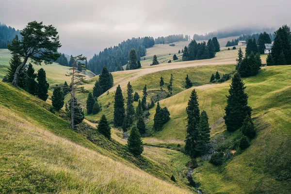 Alpine meadows Alpe di Siusi — Stock Photo, Image