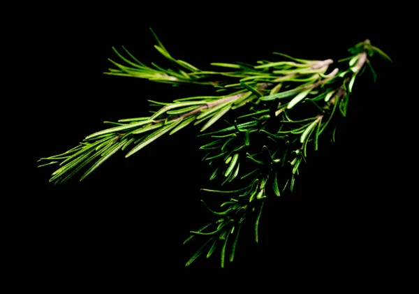 Siyah arka plan kesme izole taze biberiye yaprağı