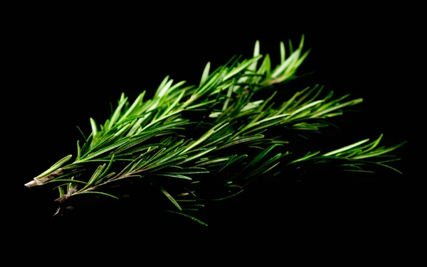 Fresh Rosemary Leaves Isolated Black Background Cutout — Stock Photo, Image