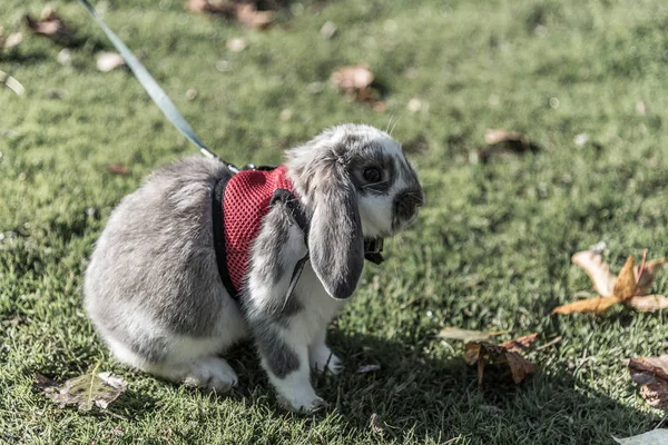 ウサギ、ウサギかわいい屋外 — ストック写真