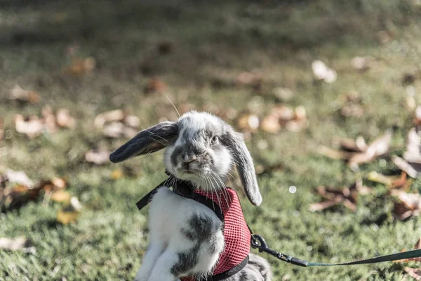 ウサギ、ウサギかわいい屋外 — ストック写真