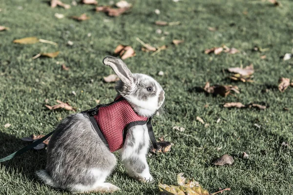 rabbit,  bunny cute outdoor